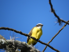 Myiozetetes cayanensis
