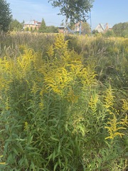 Solidago canadensis