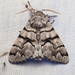 Eastern Panthea Moth - Photo (c) Ken-ichi Ueda, some rights reserved (CC BY)