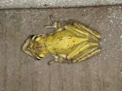 Triprion spatulatus