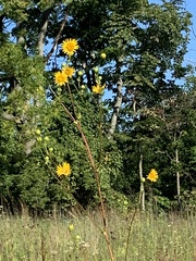Silphium terebinthinaceum