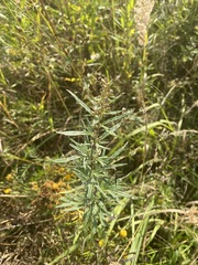 Artemisia vulgaris