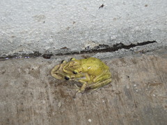 Triprion spatulatus