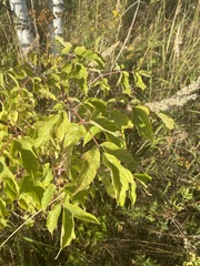 Acer negundo