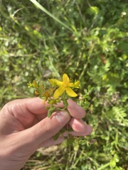 Hypericum perforatum
