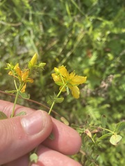 Hypericum perforatum