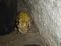 Triprion spatulatus