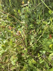 Hypericum perforatum