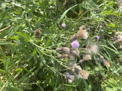 Cirsium arvense