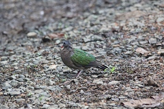 Chalcophaps indica robinsoni