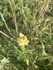 Linaria vulgaris