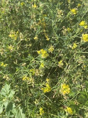 Medicago falcata