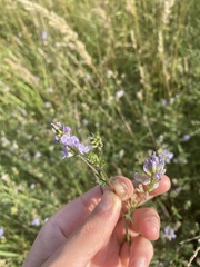 Medicago × varia