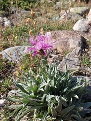 Centaurea uniflora