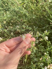 Medicago × varia