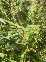 Plantago major