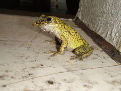 Triprion spatulatus