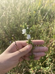 Cichorium intybus