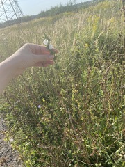 Cichorium intybus