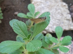 Lerodea eufala eufala