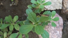 Lerodea eufala eufala