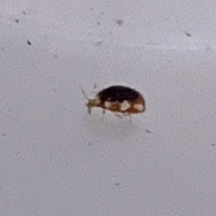 Coniopterygidae