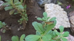 Lerodea eufala eufala