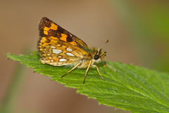 Carterocephalus mandan