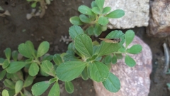 Lerodea eufala eufala
