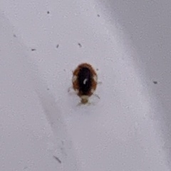 Coniopterygidae