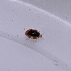 Coniopterygidae