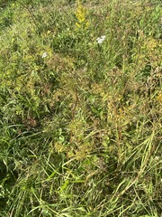 Pastinaca sativa