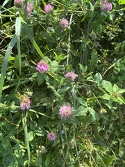Trifolium pratense