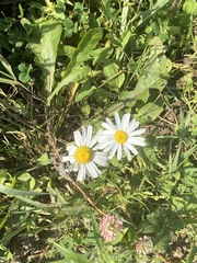 Tripleurospermum inodorum
