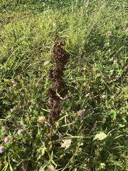 Rumex crispus