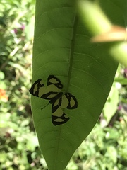 Baeotis zonata zonata