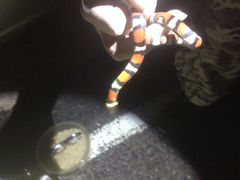 Lampropeltis gentilis