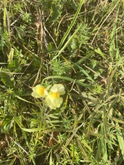 Linaria vulgaris
