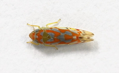 Erythroneura rubrella