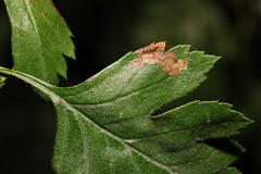 Stigmella oxyacanthella