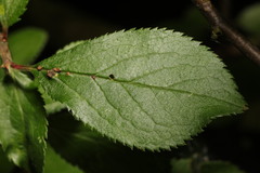 Eriophyes homophyllus
