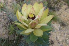 Leucadendron daphnoides