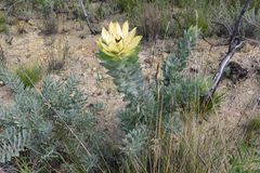 Leucadendron daphnoides