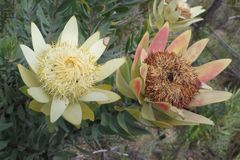 Leucadendron daphnoides