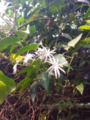 Jasminum