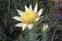 Leucadendron daphnoides