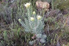 Leucadendron daphnoides
