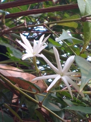 Jasminum