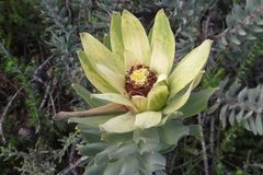 Leucadendron daphnoides