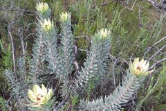 Leucadendron daphnoides